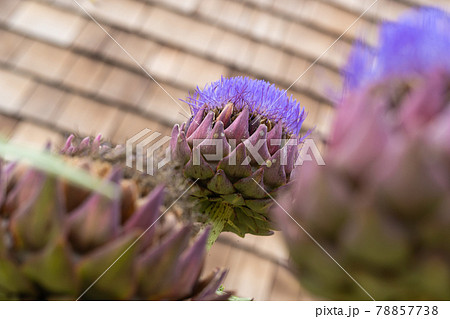 アーティチョークの花の写真素材