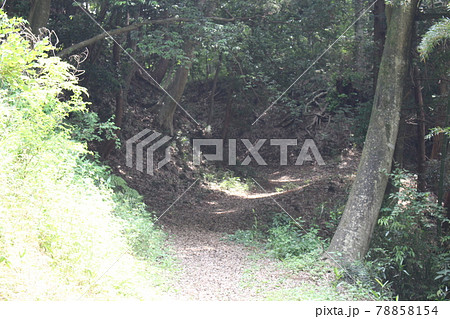 飛山城跡 飛山城跡 78858154
