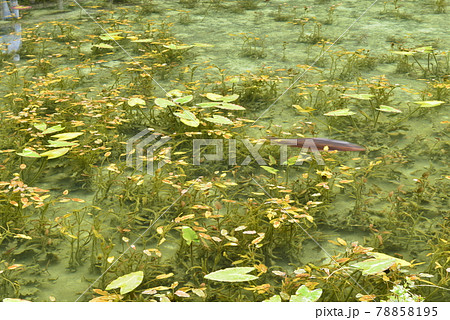 【岐阜県関市】名もなき池(モネの池) 【岐阜県関市】名もなき池(モネの池) 78858195