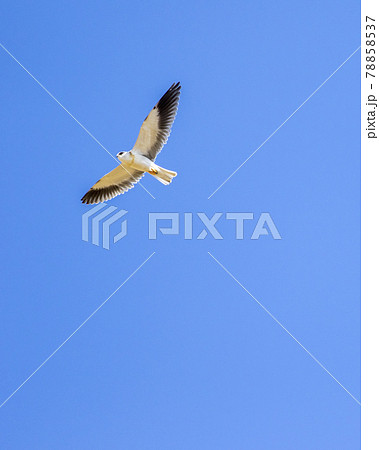 black shouldered kite or black winged kite with full wingspan in flight at forest of central india - Elanus axillaris 78858537