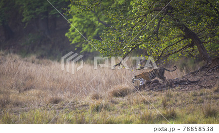 Wild bengal tiger on stroll in open grass field or natural scenic grassland landscape at kanha national park or tiger reserve madhya pradesh india - panthera tigris tigris 78858538