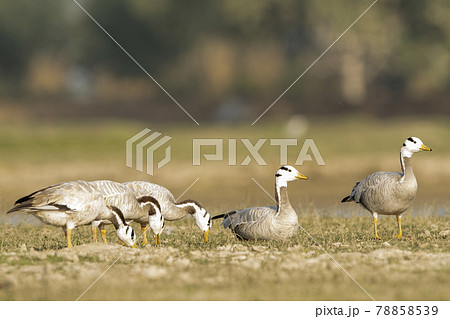 bar headed goose family or flock in an open field or grassland during winter migration at forest of cental india - anser indicus 78858539