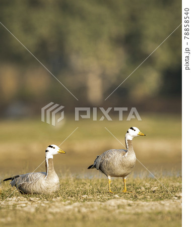 bar headed goose family or flock in an open field or grassland during winter migration at forest of cental india - anser indicus 78858540