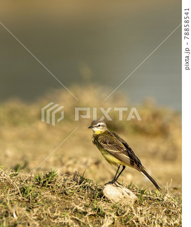 western yellow wagtail or Motacilla flava close up or portrait at keoladeo national park or bharatpur bird sanctuary rajasthan india 78858541