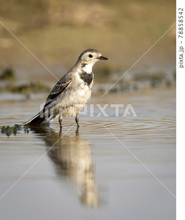 White wagtail or Motacilla alba bird portrait with reflection in water at keoladeo national park or bharatpur bird sanctuary rajasthan india 78858542