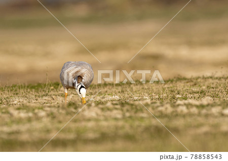 bar headed goose grazing grass in an open field or grassland during winter migration at forest of cental india - anser indicus 78858543