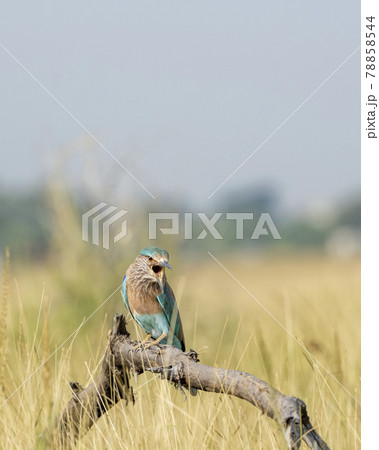 Angry bird Indian roller or Coracias benghalensis with expression and beak open perched on branch at ranthambore national park rajasthan india Angry bird Indian roller or Coracias benghalensis with expression and beak open perched on branch at ranthambore national park rajasthan india 78858544