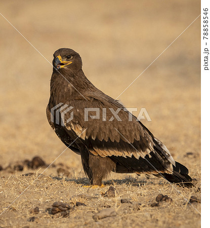 Steppe eagle or Aquila nipalensis portrait or closeup at jorbeer conservation reserve or dumping yard bikaner rajasthan India 78858546