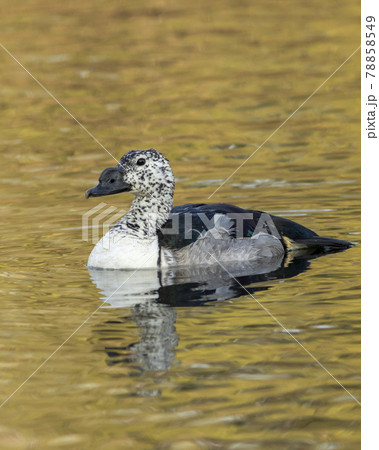 knob billed duck or African comb duck portrait with reflection in water at keoladeo national park or bharatpur bird sanctuary rajasthan india - Sarkidiornis melanotos knob billed duck or African comb duck portrait with reflection in water at keoladeo national park or bharatpur bird sanctuary rajasthan india - Sarkidiornis melanotos 78858549