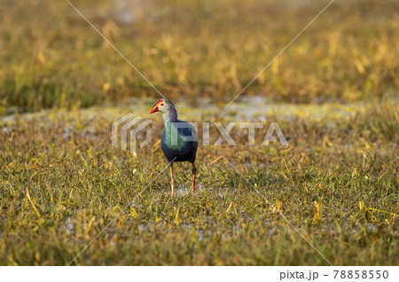 Western swamphen or Purple Moorhen or Porphyrio porphyrio head on portrait in wetland of keoladeo national park or bharatpur bird sanctuary rajasthan india Western swamphen or Purple Moorhen or Porphyrio porphyrio head on portrait in wetland of keoladeo national park or bharatpur bird sanctuary rajasthan india 78858550