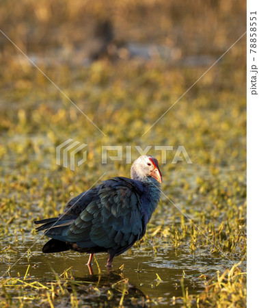 Western swamphen or Purple Moorhen or Porphyrio porphyrio closeup in wetland of keoladeo national park or bharatpur bird sanctuary rajasthan india Western swamphen or Purple Moorhen or Porphyrio porphyrio closeup in wetland of keoladeo national park or bharatpur bird sanctuary rajasthan india 78858551