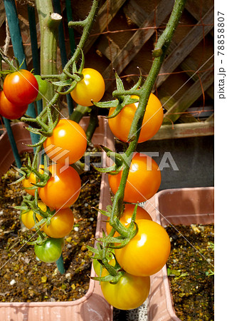 家庭菜園　ふさなりミニトマト　オレンジから緑のグラデーション 78858807