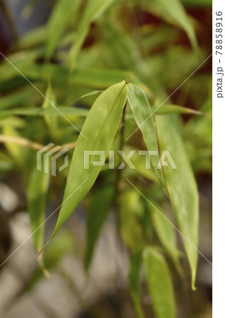 Umbrella bamboo Asian Wonder 78858916