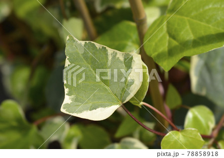 Algerian ivy Glorie de Marengo 78858918