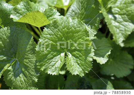Marsh Marigold Marsh Marigold 78858930