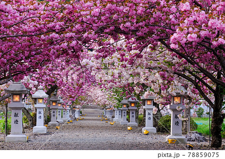 伊香具神社参道 78859075