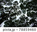 頭上の若葉が描くパッチワーク 78859460