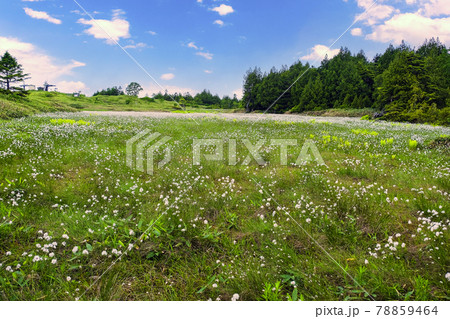 志賀高原のわたすげ 志賀高原のわたすげ 78859464