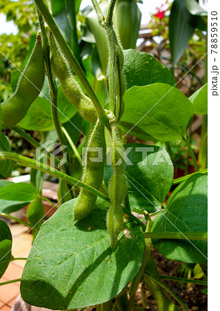 家庭菜園 プランター栽培の枝豆の写真素材