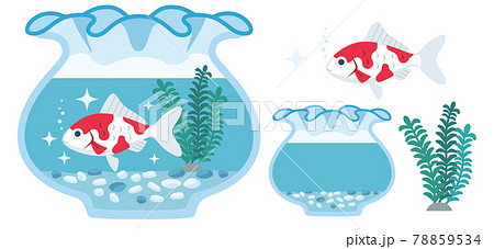 金魚（和金）と金魚鉢のイラスト素材 78859534