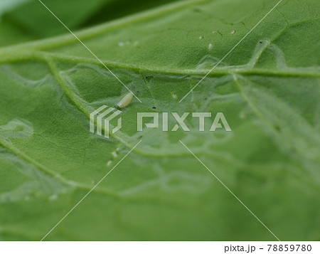 ハモグリバエの幼虫と食痕の写真素材