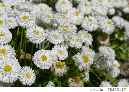 一部が枯れた白い菊の花の写真素材