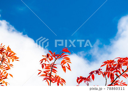 ナナカマドの紅葉と青空　【長野県】 78860311