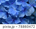 青い紫陽花 78860472