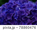 紫の紫陽花 78860476
