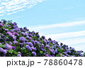満開の紫陽花 78860478