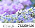 ガクアジサイクローズアップ 78860480