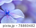 アジサイの花びら 78860482