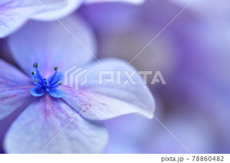 アジサイの花びら 78860482