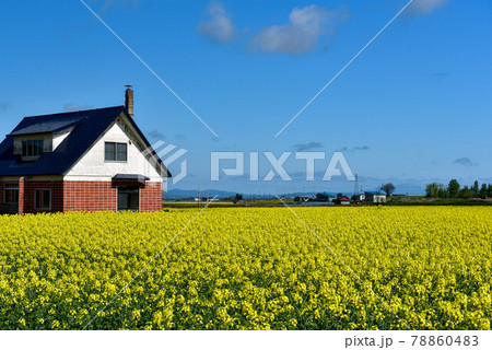 黄色い絨毯の菜の花 78860483