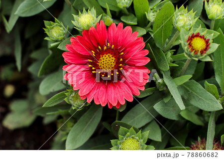 テンニンギク テンニンギク 78860682