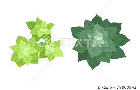 Succulent Plant with Thickened Fleshy Leaves Above View Vector Set Succulent Plant with Thickened Fleshy Leaves Above View Vector Set 78860942