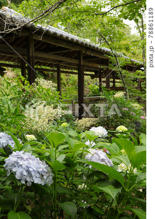 妙法寺のあじさい 山梨 妙法寺のあじさい 山梨 78861189