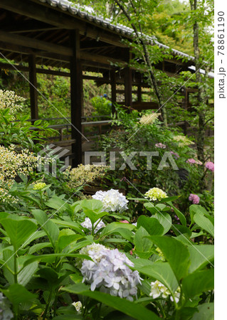 妙法寺のあじさい　山梨 78861190