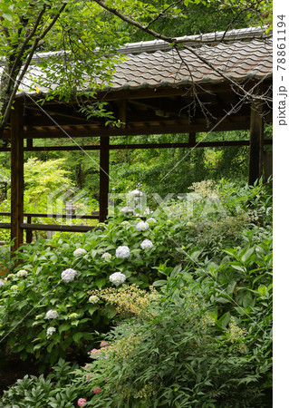 妙法寺のあじさい 山梨 妙法寺のあじさい 山梨 78861194