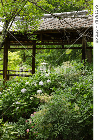 妙法寺のあじさい 山梨 妙法寺のあじさい 山梨 78861195