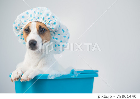 Funny friendly dog jack russell terrier takes a bath with foam in a shower cap on a white background. Copy space 78861440