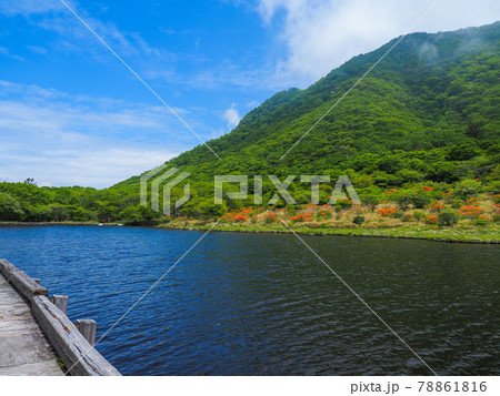《群馬県》ツツジが見ごろの赤城山の覚満淵・6月 78861816