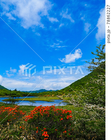 《群馬県》ツツジが見ごろの赤城山の覚満淵・6月 《群馬県》ツツジが見ごろの赤城山の覚満淵・6月 78862227
