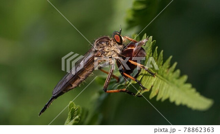 甲虫を補食するマガリケムシヒキ 甲虫を補食するマガリケムシヒキ 78862363