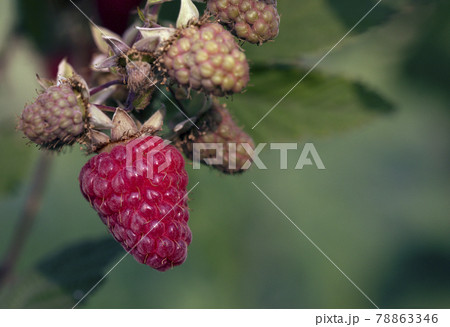 Red ripe large raspberry surrounded by small unripe berries on branch on blurred natural green background. Red ripe large raspberry surrounded by small unripe berries on branch on blurred natural green background. 78863346