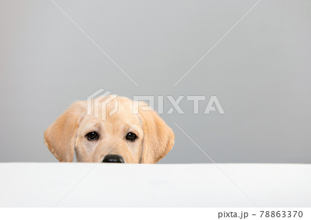 Labrador puppy peeking muzzle under white table on gray background with copy space. Labrador puppy peeking muzzle under white table on gray background with copy space. 78863370