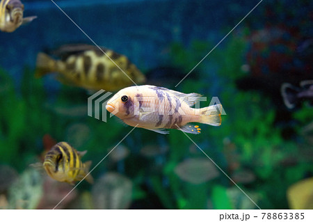 Aulonocara fish on green blur aquarium background Aulonocara fish on green blur aquarium background 78863385