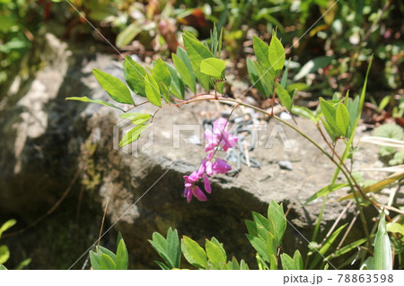 庭藤の花 78863598