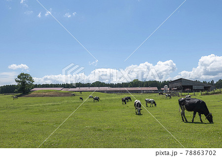 【小岩井農場】岩手県雫石町 広々とした青空と小岩井農場 【小岩井農場】岩手県雫石町 広々とした青空と小岩井農場 78863702