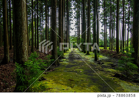 伊豆大島の東京都大島町にある苔むす参道の波治加麻神社の風景 78863858